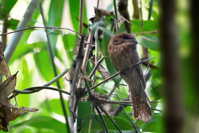 Close-up of bird perching on branch