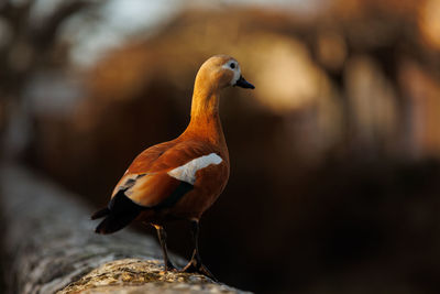 Beautiful colorful duck on orange backround