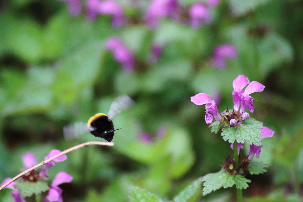 CLOSE-UP OF INSECT POLLINATING ON PURPLE FLOWER