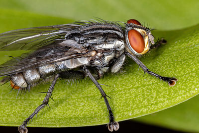 Close-up of fly on leaf