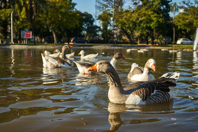 Ducks swimming in lake