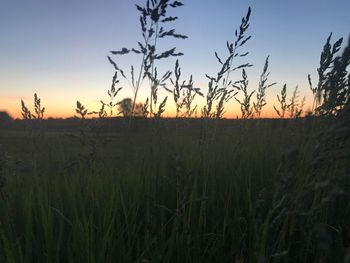 Scenic view of wheat field against sky at sunset