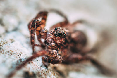 Close-up of spider