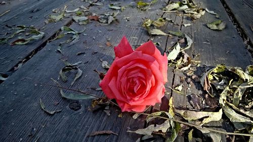 High angle view of flower on water