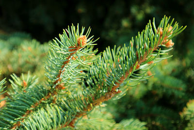 Closeup branches of fir tree in the sunlight