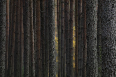 Close-up of pine tree trunk in forest