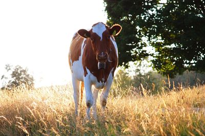 Portrait of cow standing on field against clear sky
