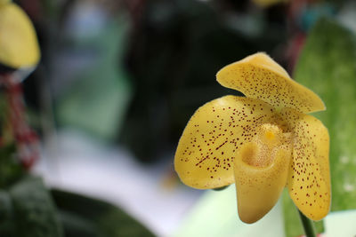 Close-up of yellow flowering plant