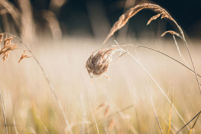 Close-up of stalks in wheat field