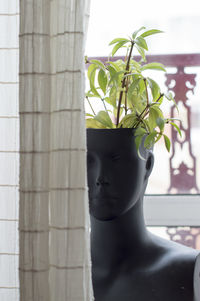 Close-up of potted plant against window