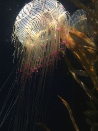 Close-up of fish swimming in aquarium