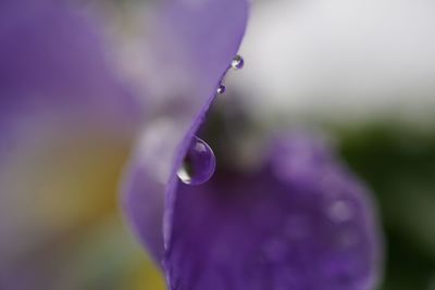 Close-up of water drops on purple flower