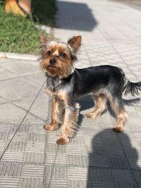 Portrait of dog on footpath