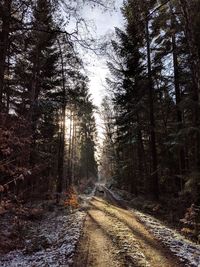 Dirt road amidst trees in forest