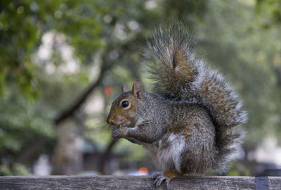 Close-up of squirrel