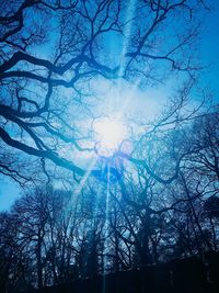 Low angle view of sunlight streaming through bare tree