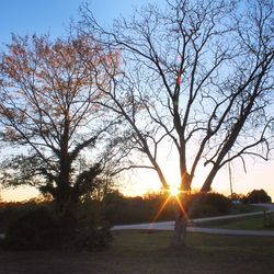 Sun shining through trees