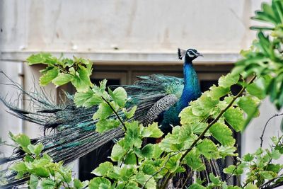 View of peacock