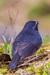 Close-up of bird perching on a field