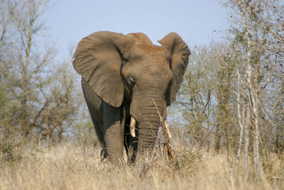 African elephant wandering between dry bushes in kruger national park during dawn