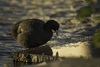 Close-up of duck swimming on lake
