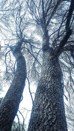 Low angle view of bare trees in forest