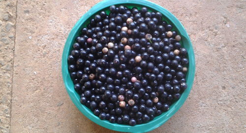 High angle view of blackberries