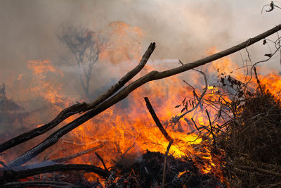 Low angle view of bonfire on plants in forest