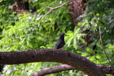 Low angle view of bird perching on tree