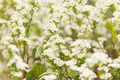 Close-up of white flowers