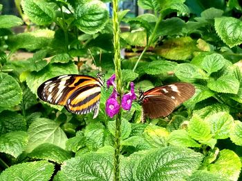 High angle view of butterfly pollinating on flower