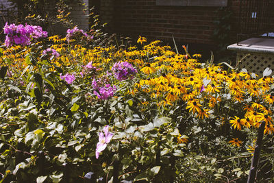 Close-up of yellow flowers blooming outdoors