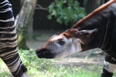 Close-up of a okapi