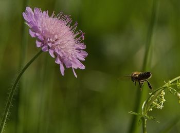 Close-up of insect on pink flower