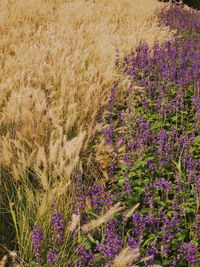 Purple flowering plants on field