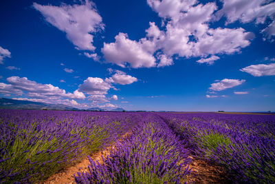 Scenic view of lavender field against cloudy sky