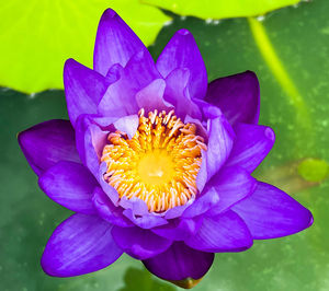 Close-up of purple water lily