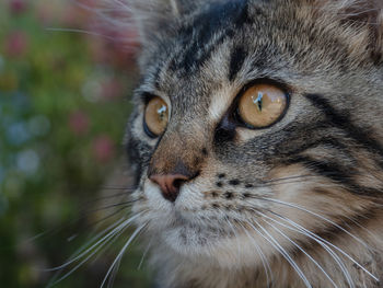 Close-up portrait of a cat