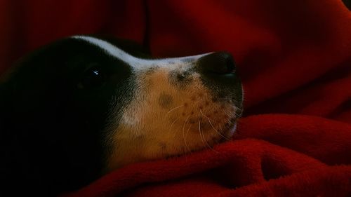 Close-up portrait of dog