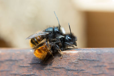 Close-up of bee on wood