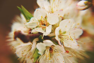 Close-up of white flower