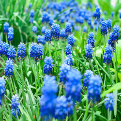 Close-up of purple flowering plants