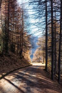 Road amidst trees in forest