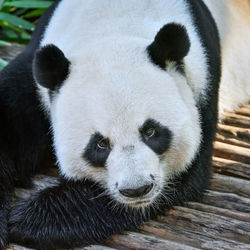 Cute giant panda.