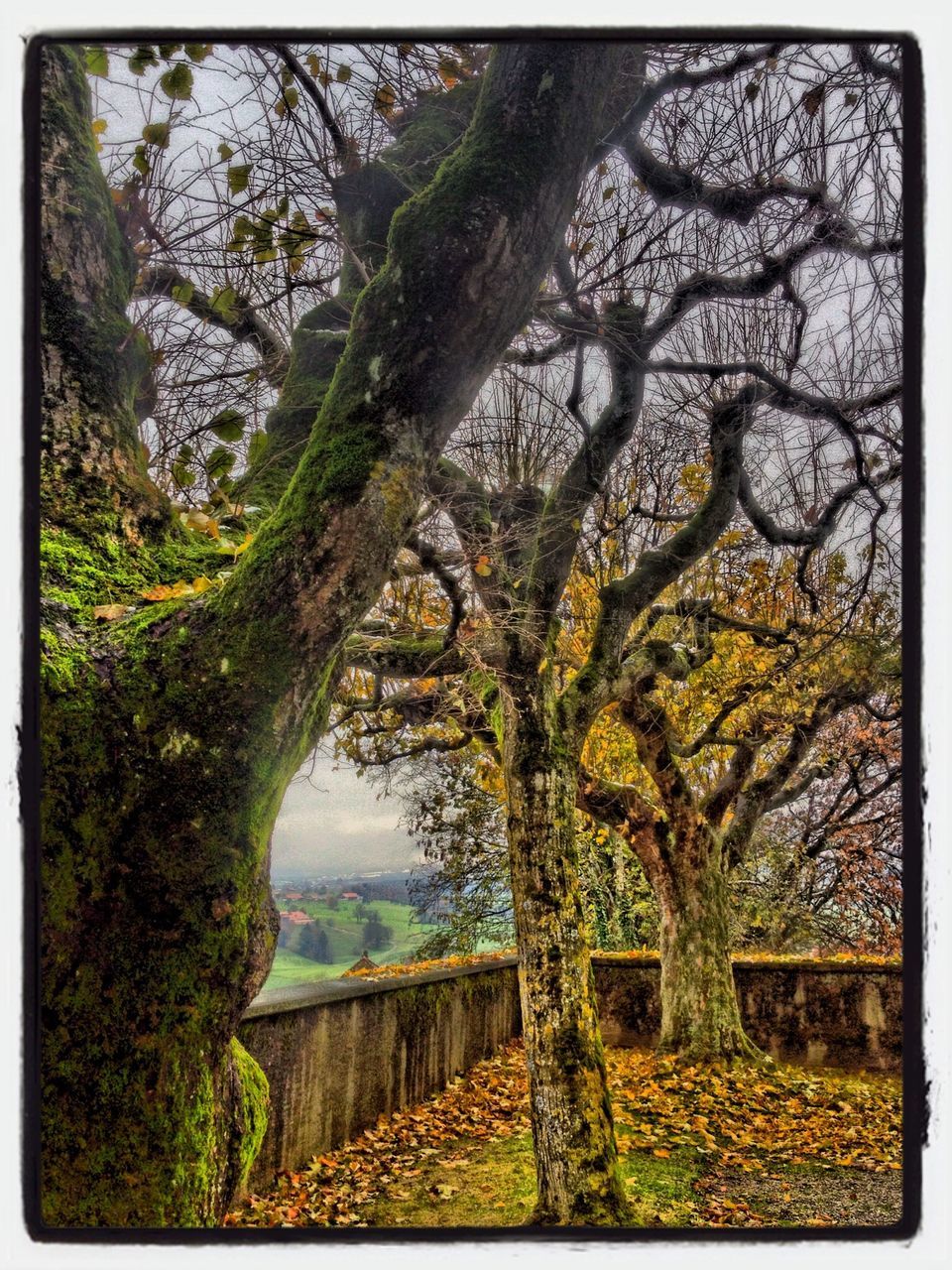 tree, transfer print, tranquility, water, tranquil scene, branch, nature, auto post production filter, growth, scenics, beauty in nature, plant, lake, tree trunk, day, reflection, outdoors, non-urban scene, railing, bare tree