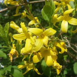 Close-up of yellow flower