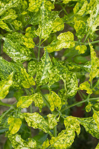 Full frame shot of green leaves