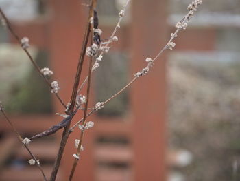 Close-up of raindrops on plant