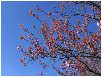 Low angle view of flower tree against blue sky