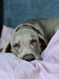 Close-up of dog sleeping on bed